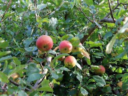 Boskopäpfel (in der Erntezeit)