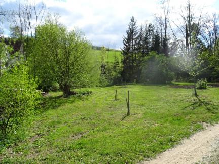 April 19, neue Obst-Bäume (Apfel: Rote Sternrenette)