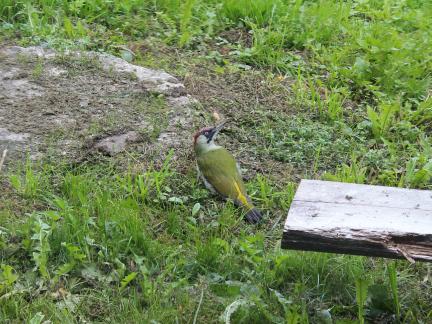 Besuch vom Grünspecht