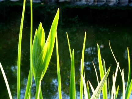 Abend am Teich