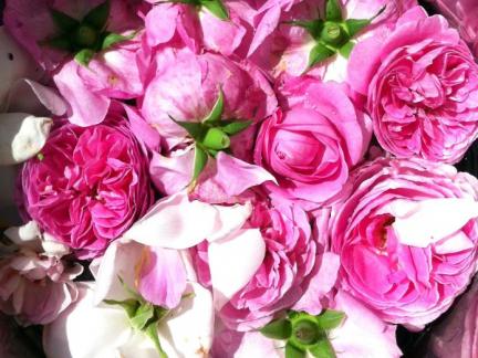 Blüten der Rosa Bourbonica