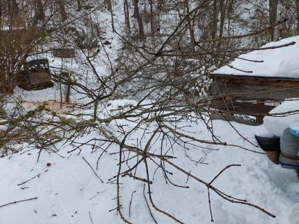Eschen, die das Dach bedrohen, fällen